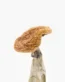Golden Teacher Mushrooms – Fresh Psychedelic Fungi Close-up