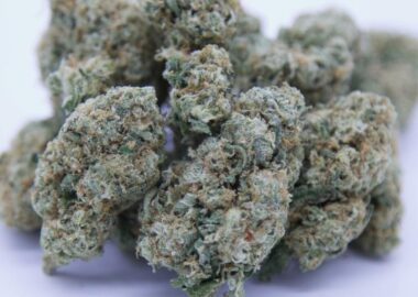 Gorilla Glue cannabis buds comparison of GG1, GG4, and GG5 showing dense trichomes and varying colors