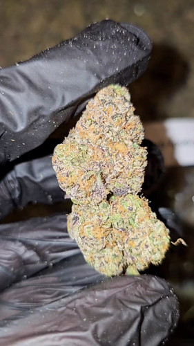 Candy Gassed | First Cut Exclusive