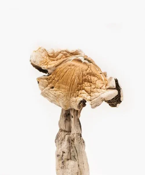 Dried Amazonian magic mushrooms known for psychedelic effects