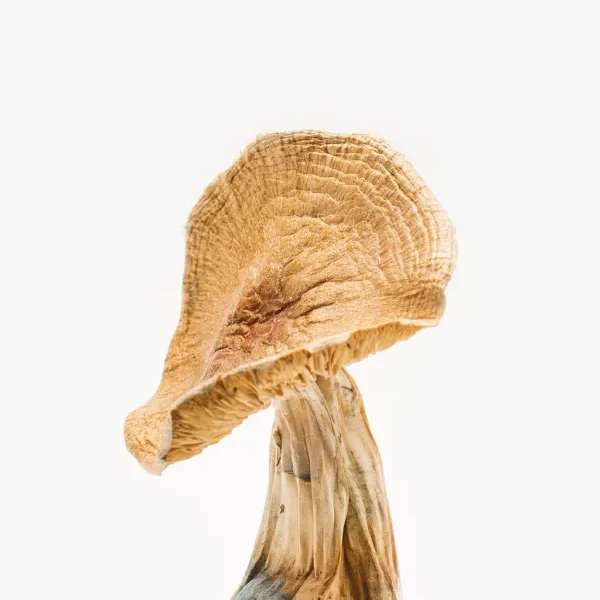 African Transkei Mushroom Psilocybe Cubensis