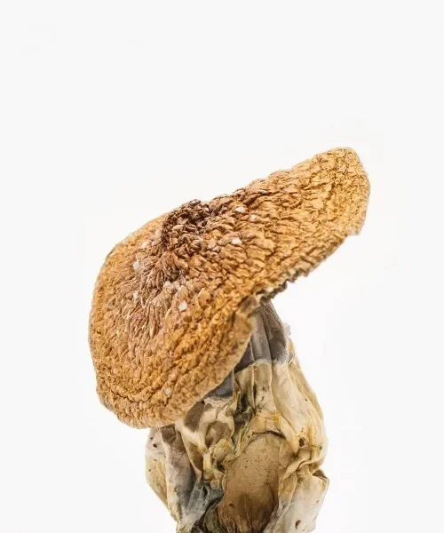 African Pyramid Mushroom – Wild & Medicinal