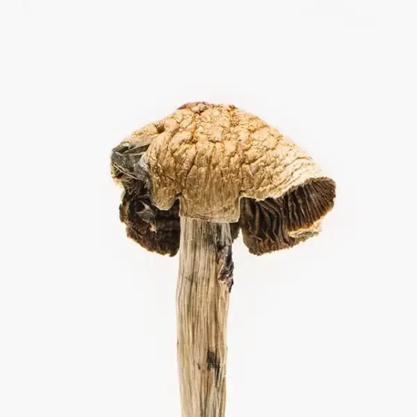 Brazilian Magic Mushroom Close-Up