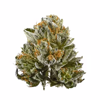 Close-up of Bubba Kush cannabis buds with earthy green and purple tones – Indica strain for stress relief and deep sleep