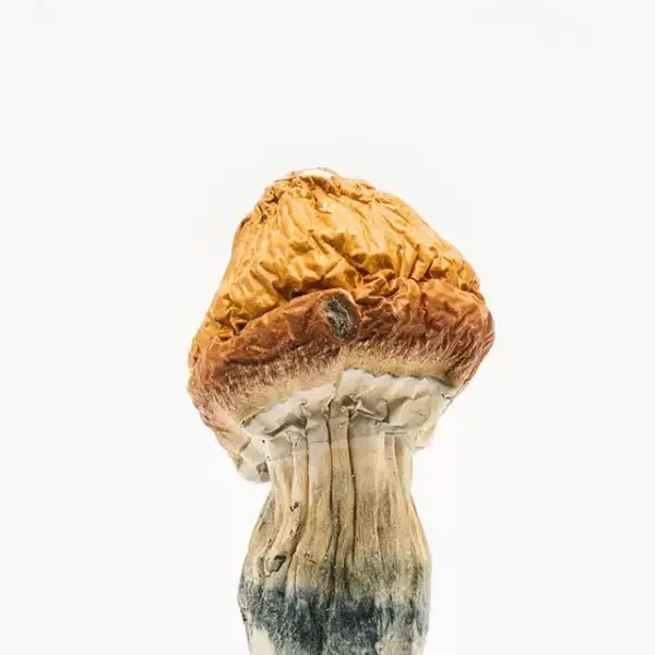 Malabar Coast Magic Mushrooms - Psilocybe cubensis Malabar