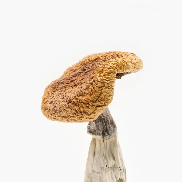 Golden Teacher Mushrooms – Fresh Psychedelic Fungi Close-up