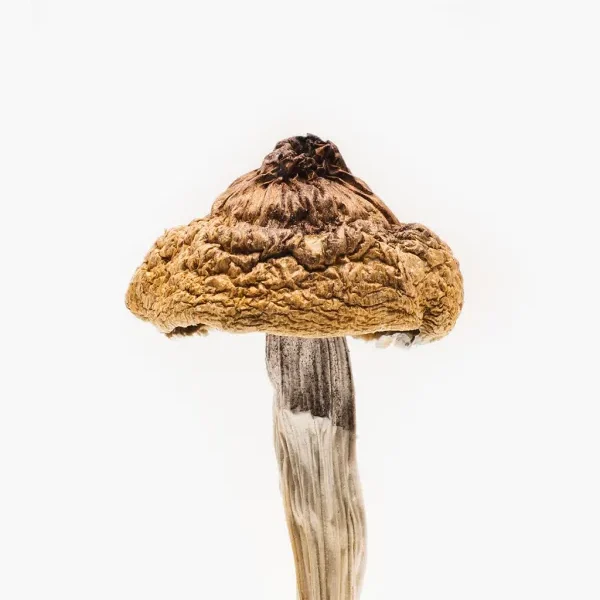 Dried B+ magic mushrooms with caramel-colored caps