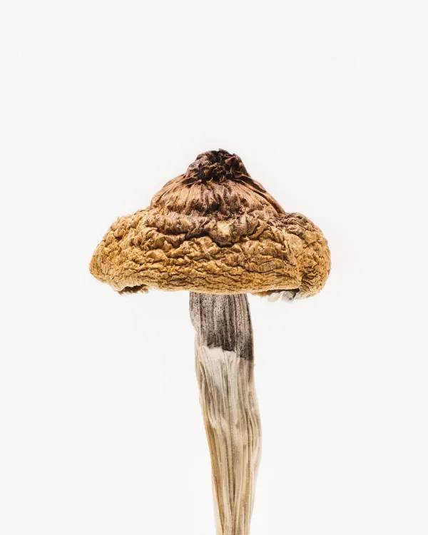 Dried B+ magic mushrooms with caramel-colored caps