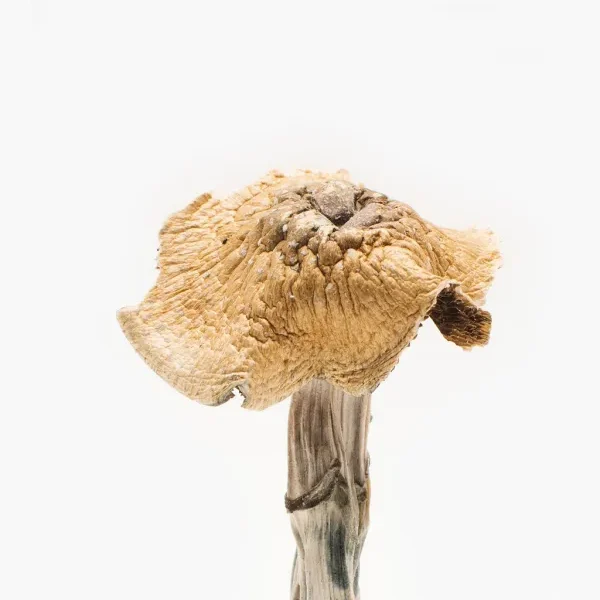 Burmese Mushroom - Sustainable Gourmet Ingredient