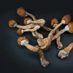 Magic Mushroom Psilocybin Caps UK