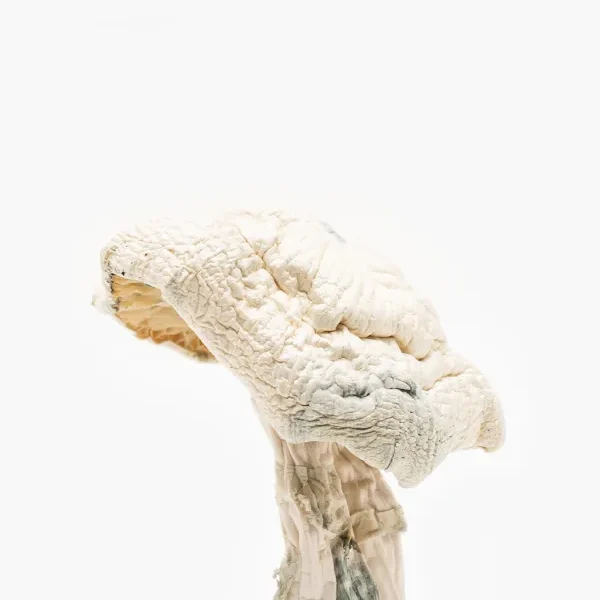Avery Albino Mushroom Close-Up