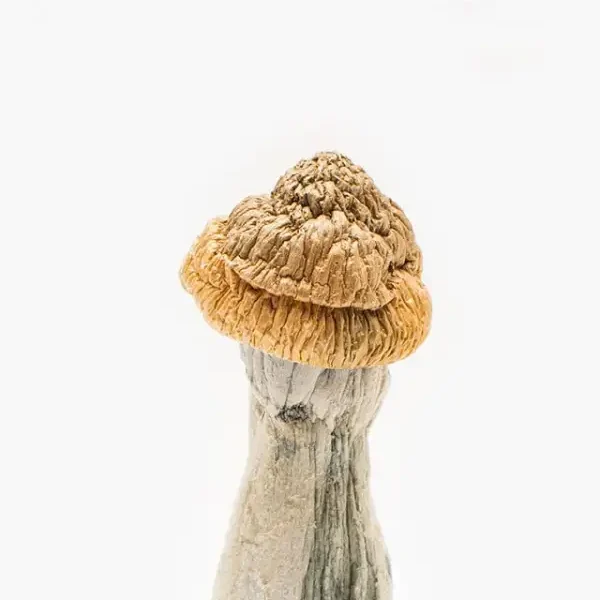 Close-up of Albino Penis Envy Mushroom caps and stems – premium white psychedelic mushrooms with thick stems and pale gills.