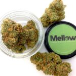 Northern Lights Indica Cannabis Bud 2025