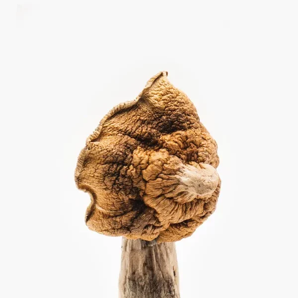 Ko Samui Super Mushroom – Rare Medicinal Fungus