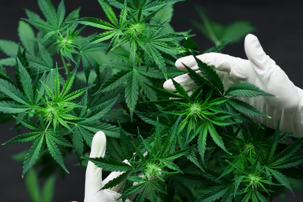 Medical Cannabis for Pain Relief in the UK