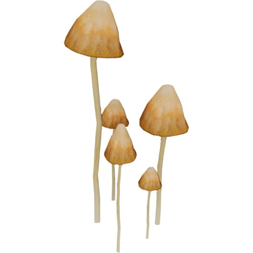Liberty Cap Mushroom Psilocybe Semilanceata Close-up