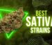 Sativa Strains for Depression Relief UK 2025