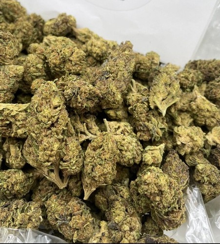 Durban Poison cannabis strain UK – tall, dense green Sativa buds with bright orange pistils and frosty trichomes