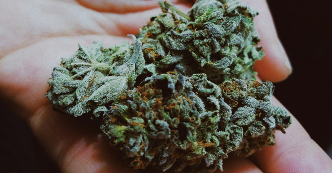5-best-cannabis-strains-for-beginners-guide-2025